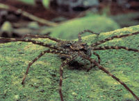 La escasa cobertura vegetal limita la existencia de la fauna; No obstante, entre el bosque del Santuario de Fauna Y Flora se encuentran diversas especies de insectos, aves y batracios; sorprende la presencia de algunas manadas de primates.