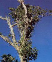 En varios sectores de la serrana se encuentran importantes relictos de bosques hmedos y muy hmedos premontanos; en ellos sobresalen cedros, guayacanes y trompetos.