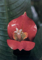 En la serrana del Baud-Los Saltos se han reportado ms de 2.800 especies de plantas superiores e inferiores por lo cual se considera como la regin del planeta con mayor diversidad florstica. En estas selvas isomegatrmicas las flores son, en su mayor