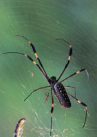 En la serrana del Baud-Los Saltos se han reportado ms de 2.800 especies de plantas superiores e inferiores por lo cual se considera como la regin del planeta con mayor diversidad florstica. En estas selvas isomegatrmicas las flores son, en su mayor