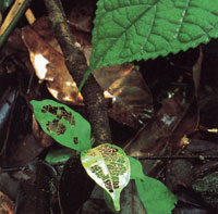 El piso de la selva est cubierto por abundante hojarasca y pequeos helechos, plntulas y arbustos; El estrato arbustivo es relativamente denso y las flores presentan vivos colores.