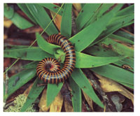 La microfauna de Chiribiquete es de las ms ricas y variadas del pas y est contituida por insectos y pequeos reptiles, muchos de ellos an desconocidos para la ciencia.