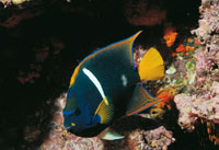 ngel reina