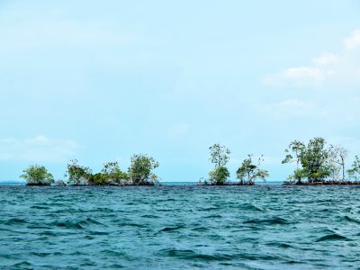 Unos pocos árboles son testigos del proceso de desaparición gradual de varias de las islas del archipiélago de San Bernardo, debido al ascenso del nivel del mar.